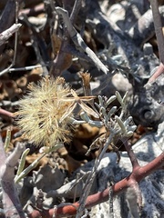 Porophyllum maritimum