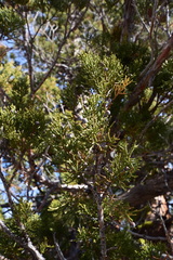 Juniperus grandis