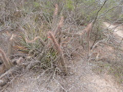 Cleistocactus baumannii