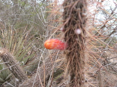 Cleistocactus baumannii