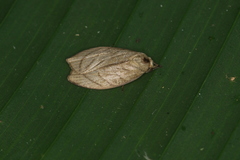 Stenoma convexicostata