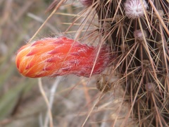 Cleistocactus baumannii