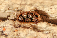 Plebeia droryana