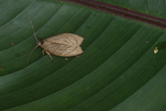 Stenoma convexicostata