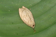 Stenoma convexicostata