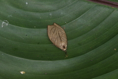 Stenoma convexicostata