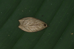 Stenoma convexicostata