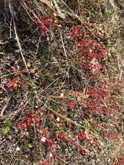 Saxifraga tridactylites