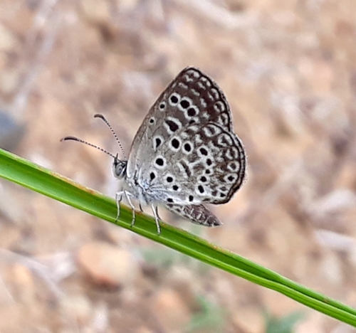 Rayed Blue