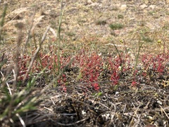 Saxifraga tridactylites