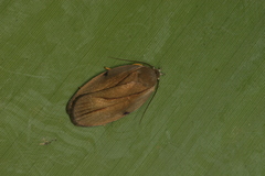 Stenoma exarata