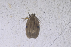 Stenoma exarata