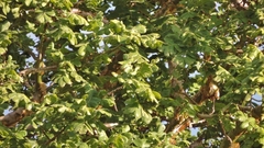 Commiphora marlothii