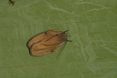 Stenoma exarata
