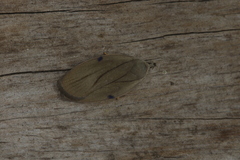 Stenoma exarata