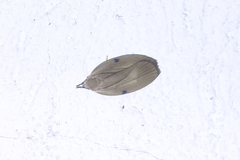 Stenoma exarata