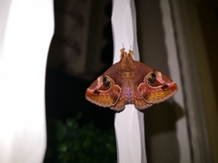 Ommatophora luminosa