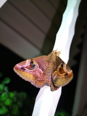 Ommatophora luminosa