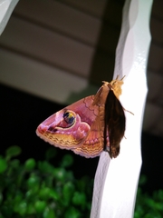 Ommatophora luminosa