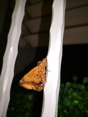 Ommatophora luminosa