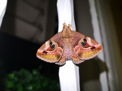 Ommatophora luminosa