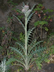 Cirsium ehrenbergii
