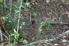 Sciurus aestuans ingrami