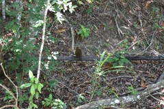 Sciurus aestuans ingrami