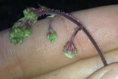 Heuchera longipetala orizabensis