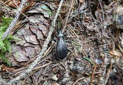 Carabus depressus