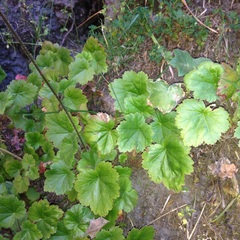 Heuchera longipetala orizabensis