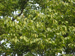 Carpinus cordata