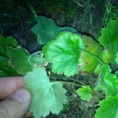 Heuchera longipetala orizabensis