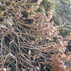 Sedum griseum