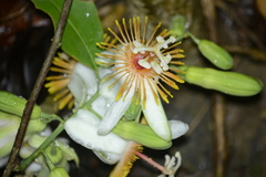 Passiflora pittieri