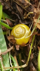 Cepaea