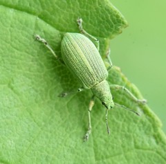 Polydrusus planifrons