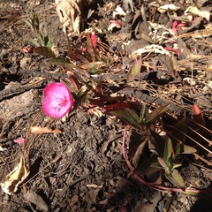 Oenothera deserticola