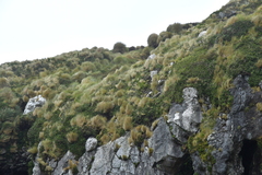 Poa litorosa