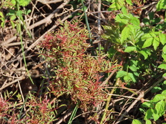 Phyllocoptes fructiphilus