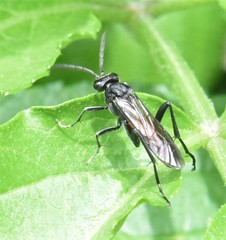 Macrophya annulata