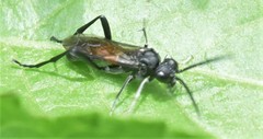 Macrophya annulata