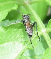 Macrophya annulata