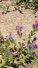 Echium