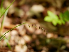 Melica nutans