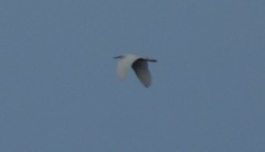 Egretta garzetta