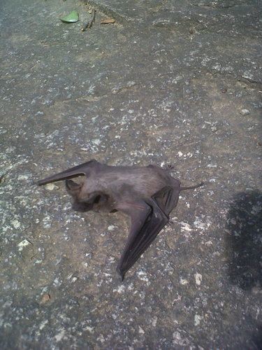 Egyptian Free-tailed Bat