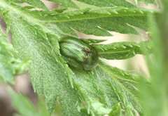 Cassida stigmatica