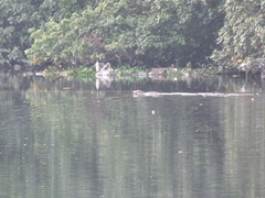 Varanus salvator macromaculatus