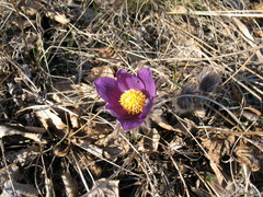 Pulsatilla patens